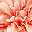 Set of 3 Artificial Dahlia Single Stems, PINK, swatch