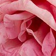 Set of 2 Artificial Real Touch Lisianthus Stems, PEACH, swatch