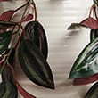 Artificial Red Ivy in Pot, GREEN, swatch