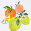 Set Of 4 Summer Fruits Picnic Dinner Plates, MULTI, swatch