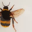 Bee Teapot, MULTI, swatch