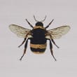 Set of 4 Bee Print Placemats & 4 Coasters, MULTI, swatch