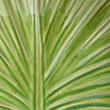 Jungle Picnic Leaf Plate, MULTI, swatch
