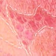 Meia Lace Miami Knickers, PINK MIX, swatch