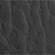 Leather Textured Belt, BLACK, swatch