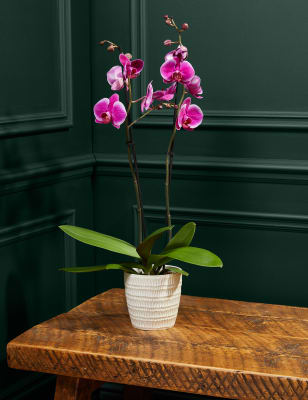 M&S Large Purple Phalaenopsis Orchid in Ceramic Pot image