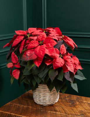 M&S Classic Poinsettia Basket (Delivery from 04 Dec) image