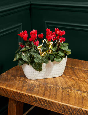 M&S Festive Cyclamen Planter image