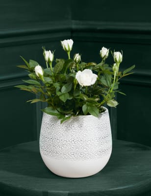 M&S White Rose Ceramic image