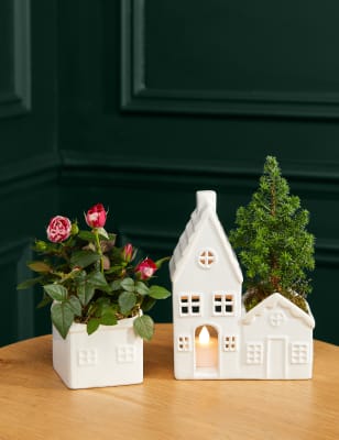 M&S Light Up Houses with Miniature Gigi Rose & Christmas Tree image