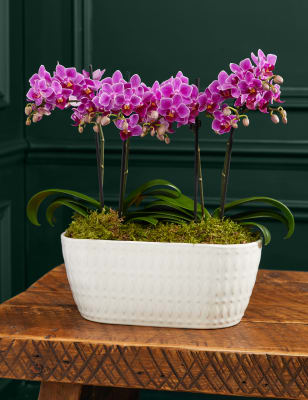 M&S Duo Purple Phalaenopsis Orchid Planter image