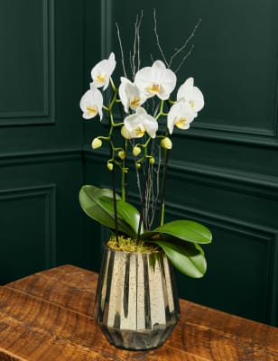 M&S Luxury White Phalaenopsis Orchid Cascade in Gold Glass image