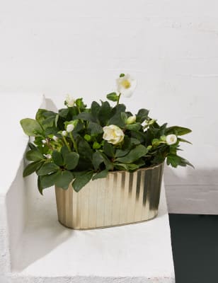 M&S Hellebore Trough image