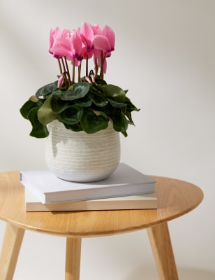 M&S Cyclamen Plant with Ceramic Pot image