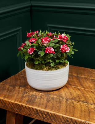 M&S Gigi Rose Plant in Ceramic Pot image