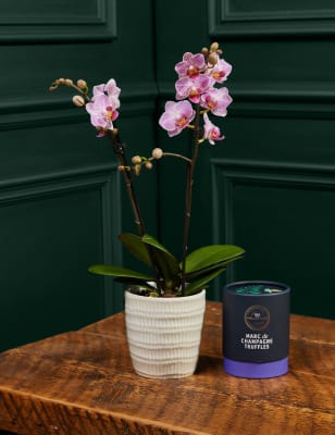 M&S Miniature Pink Phalaenopsis Orchid Ceramic & Cocoa Dusted Liquid Salted Caramels Bundle image