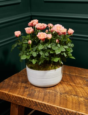 M&S Speciality Rose Planter image