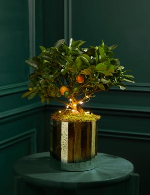 M&S Festive Citrus Tree image