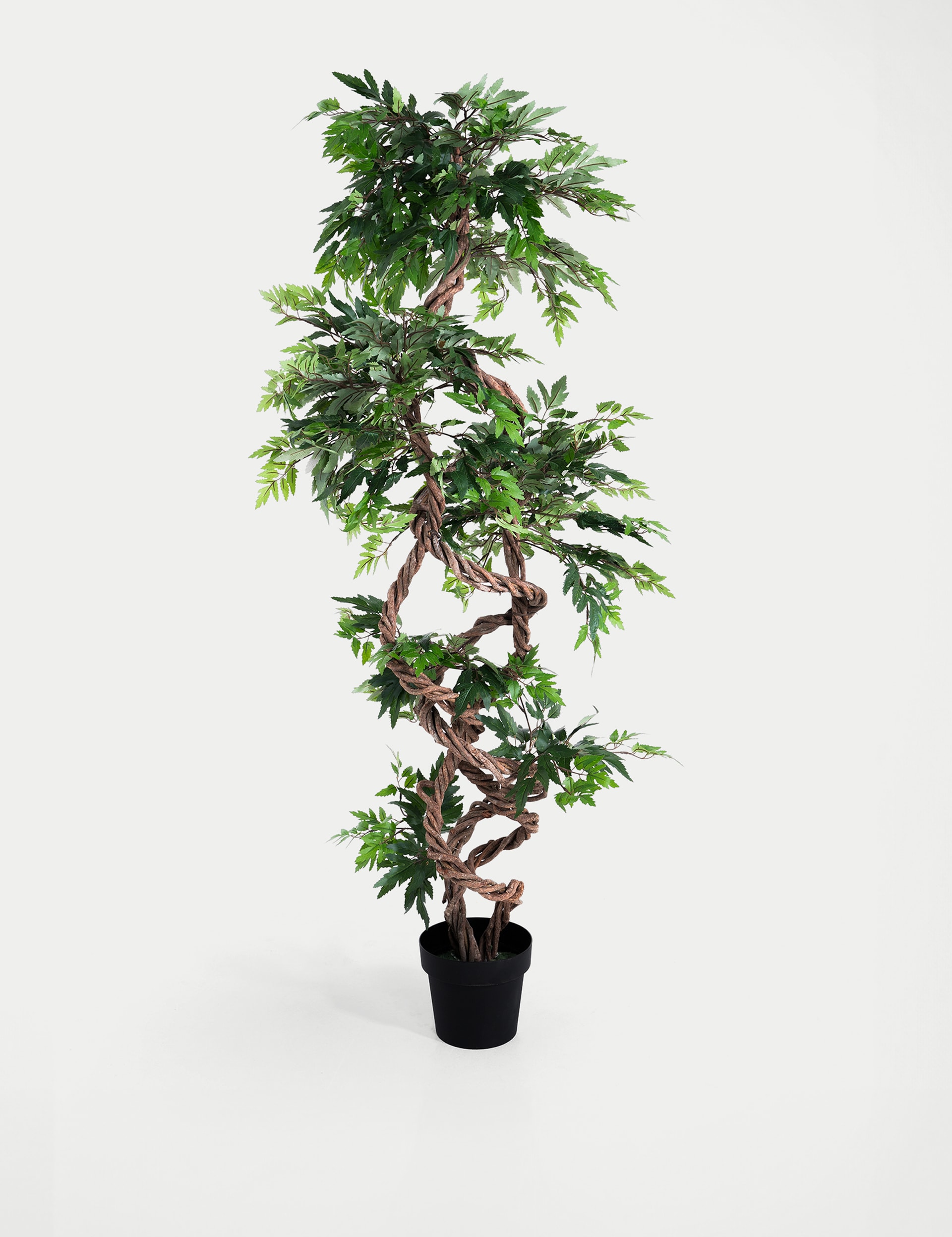 Blooming Artificial 5.5ft Artificial Fruticosa Tree in Pot - Green, Green