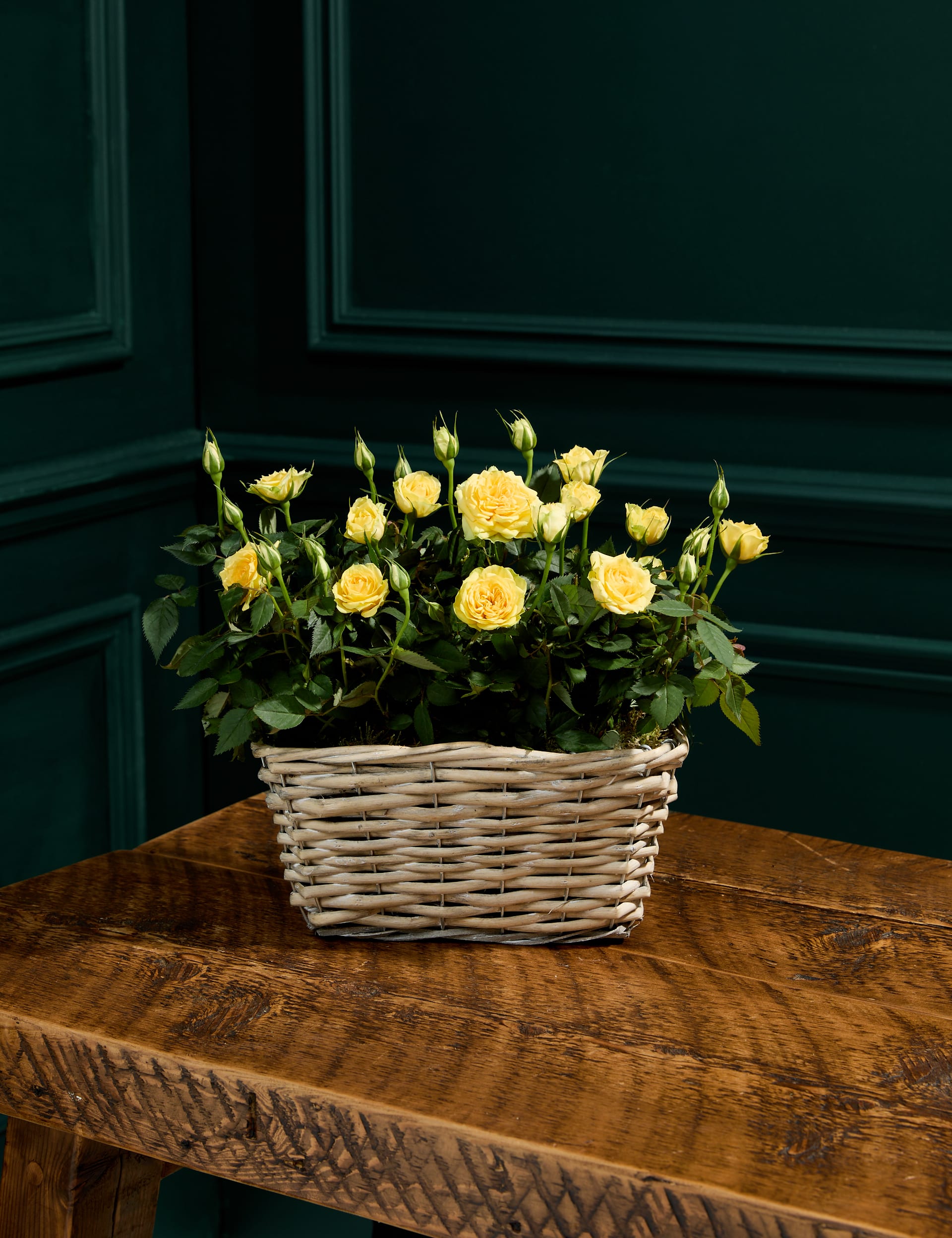 M&S Rose Trough image