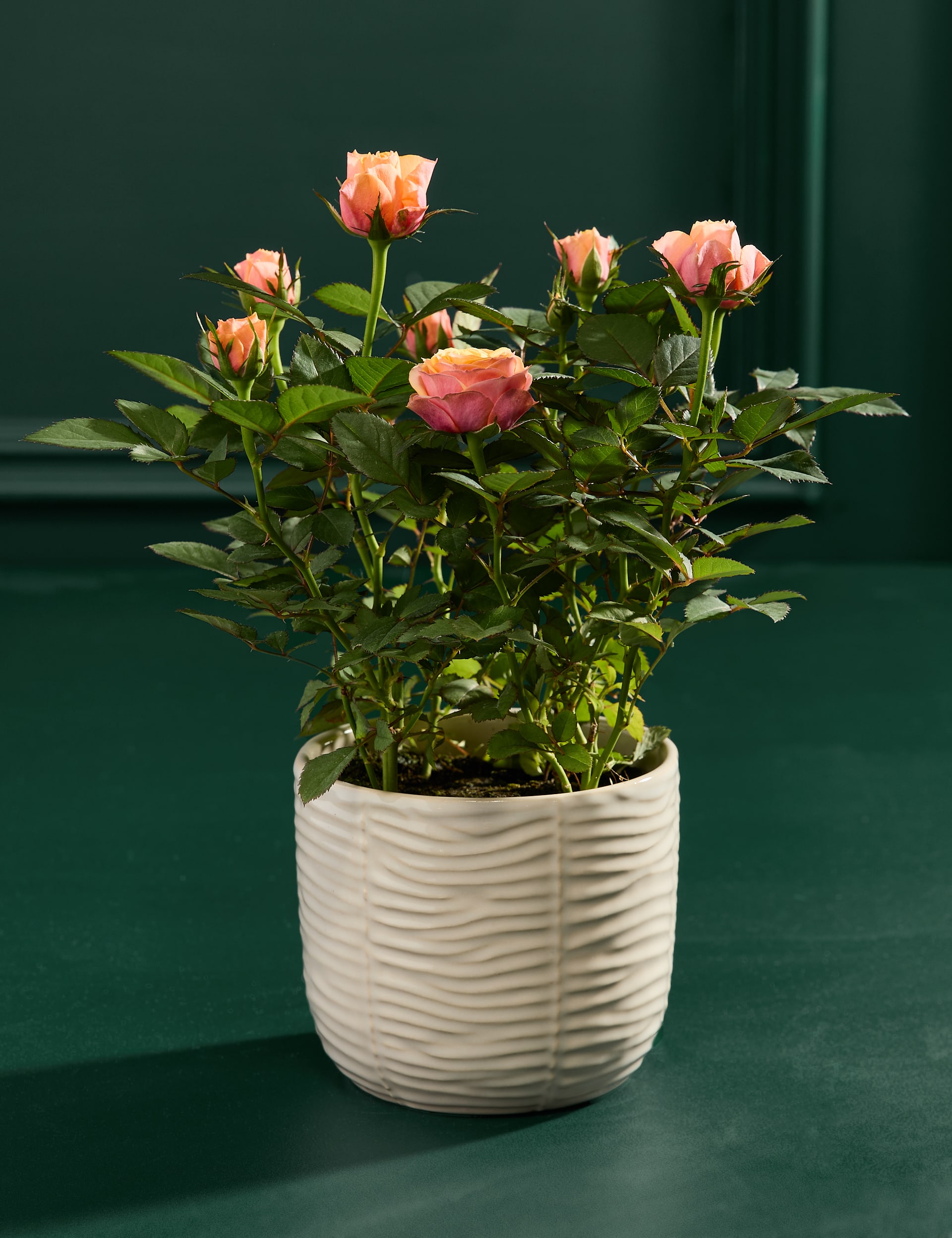 M&S Rose in Ceramic Pot with Truffles