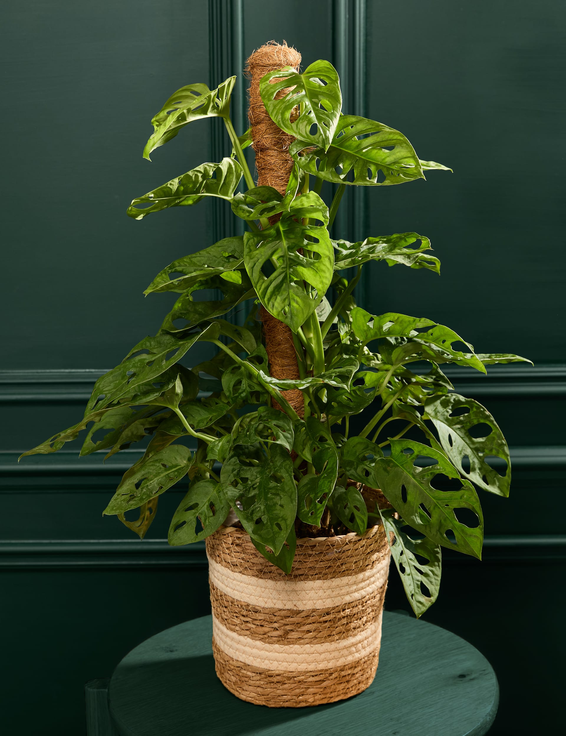 M&S Large Monstera On Moss Pole image