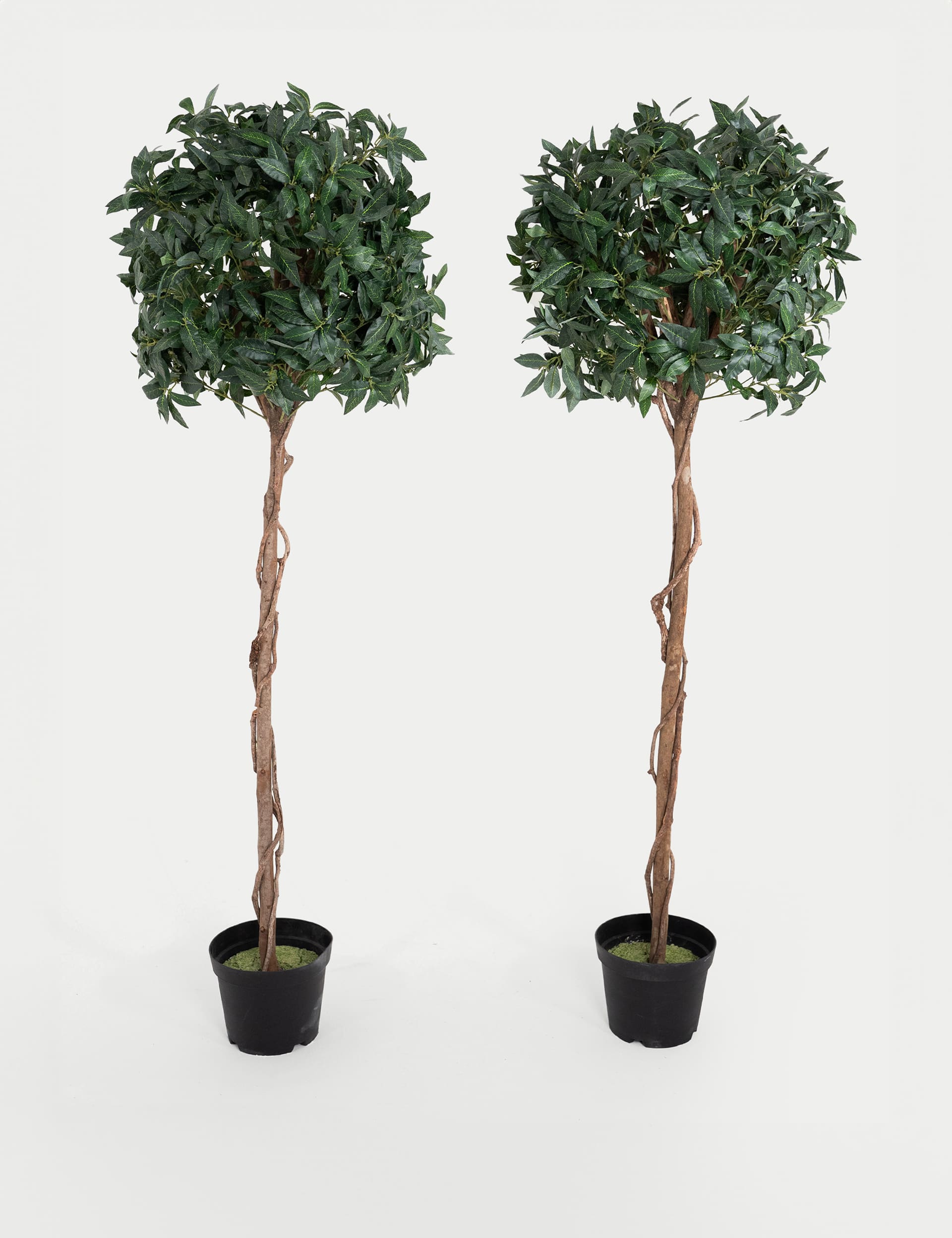 Blooming Artificial 6ft Set of 2 Artificial Floor Standing Bay Trees - Green, Green