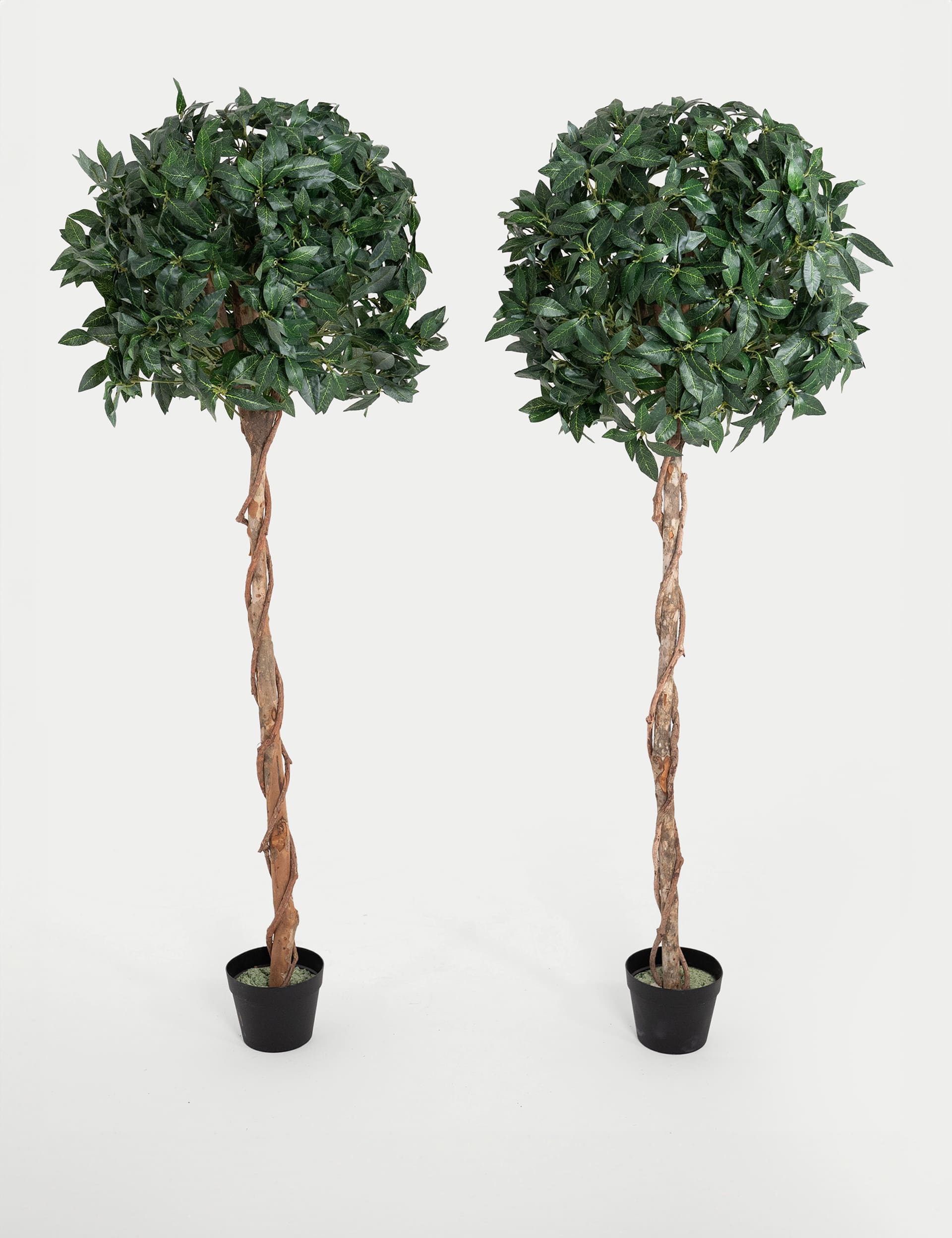 Blooming Artificial 5ft Set of 2 Artificial Tall Bay Trees in Pots - Green, Green