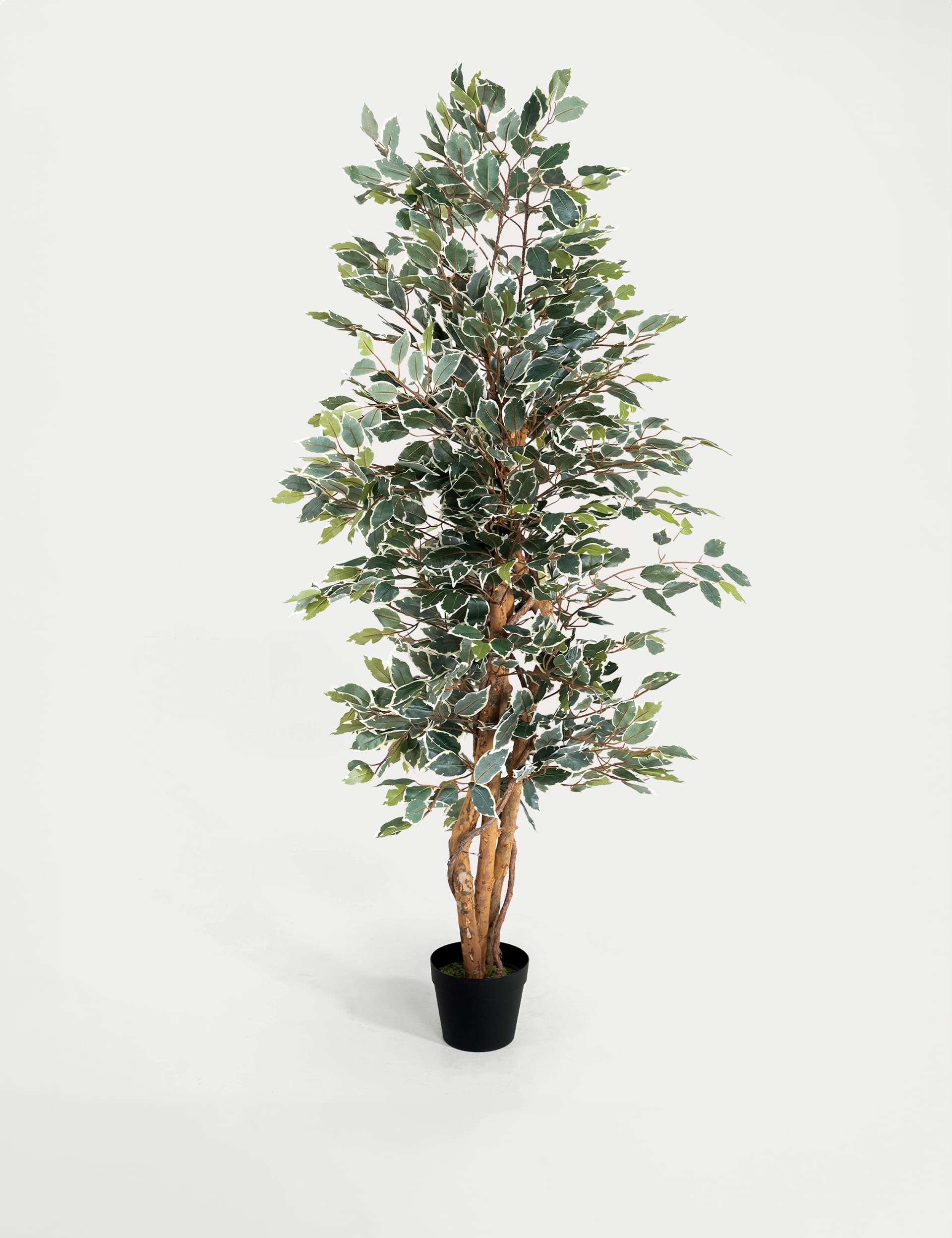 Blooming Artificial 6ft Artificial Ficus Tree in Pot - Green Mix, Green Mix