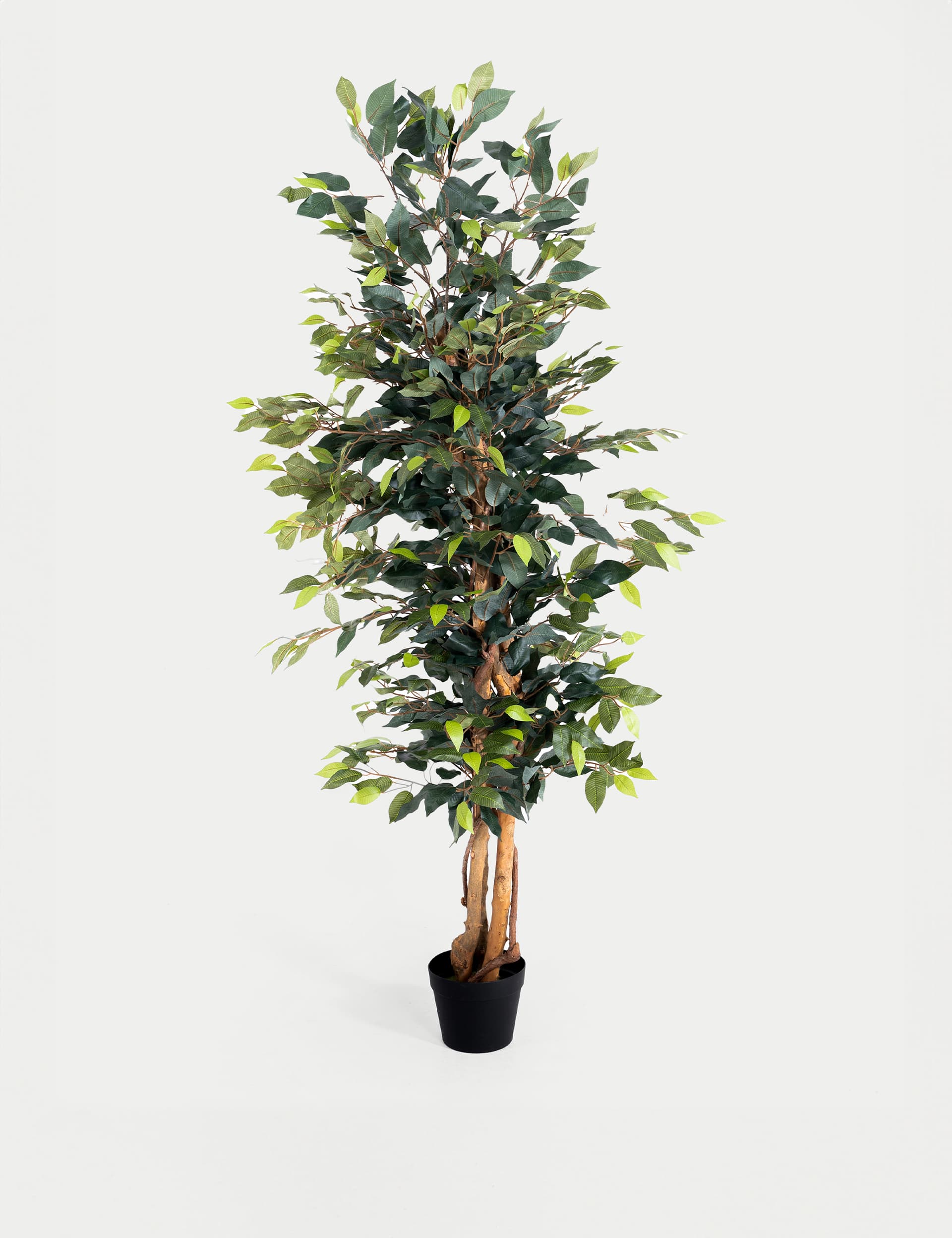 Blooming Artificial 6ft Artificial Ficus Tree in Pot - Green, Green