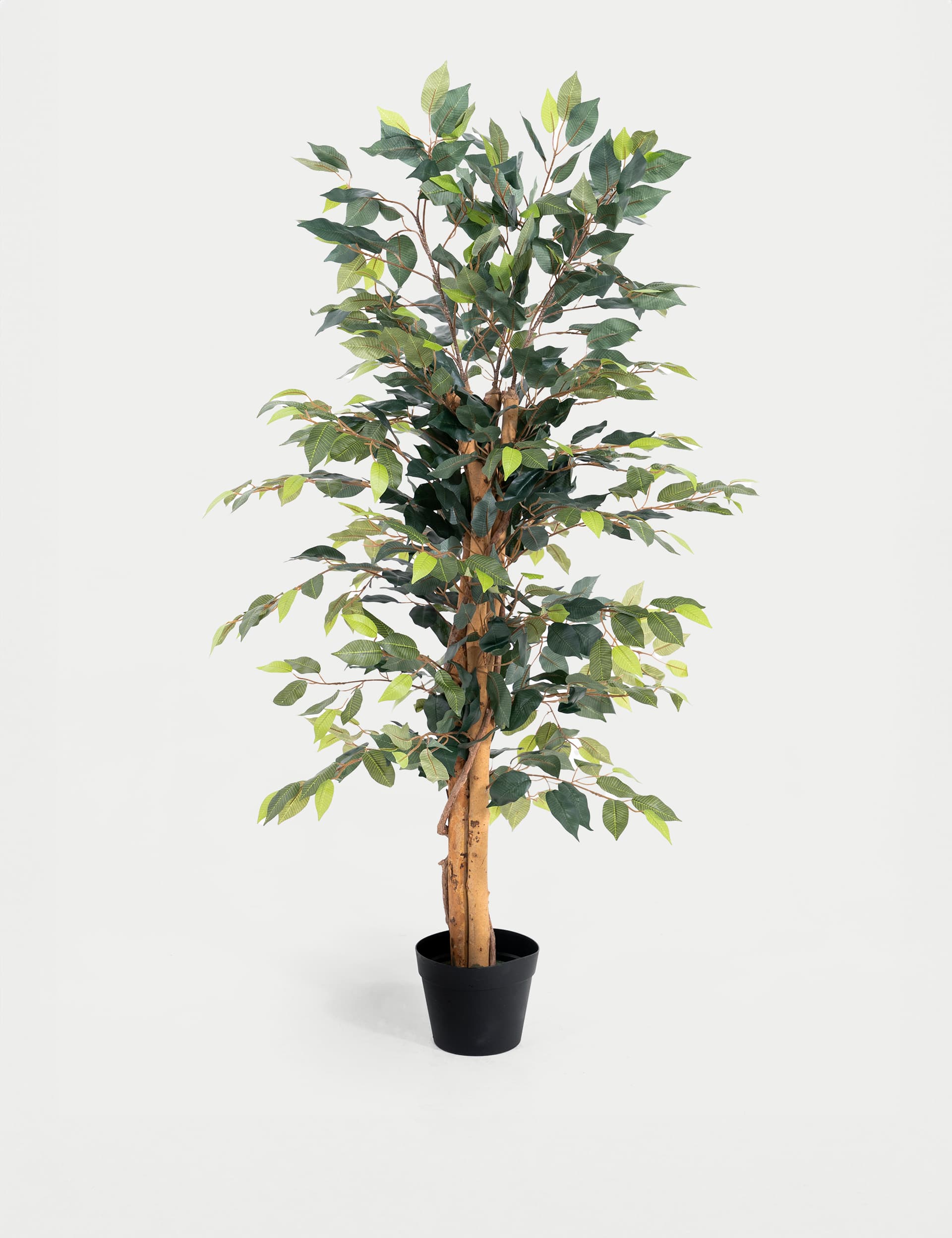 Blooming Artificial 4ft Artificial Ficus Tree in Pot - Green, Green