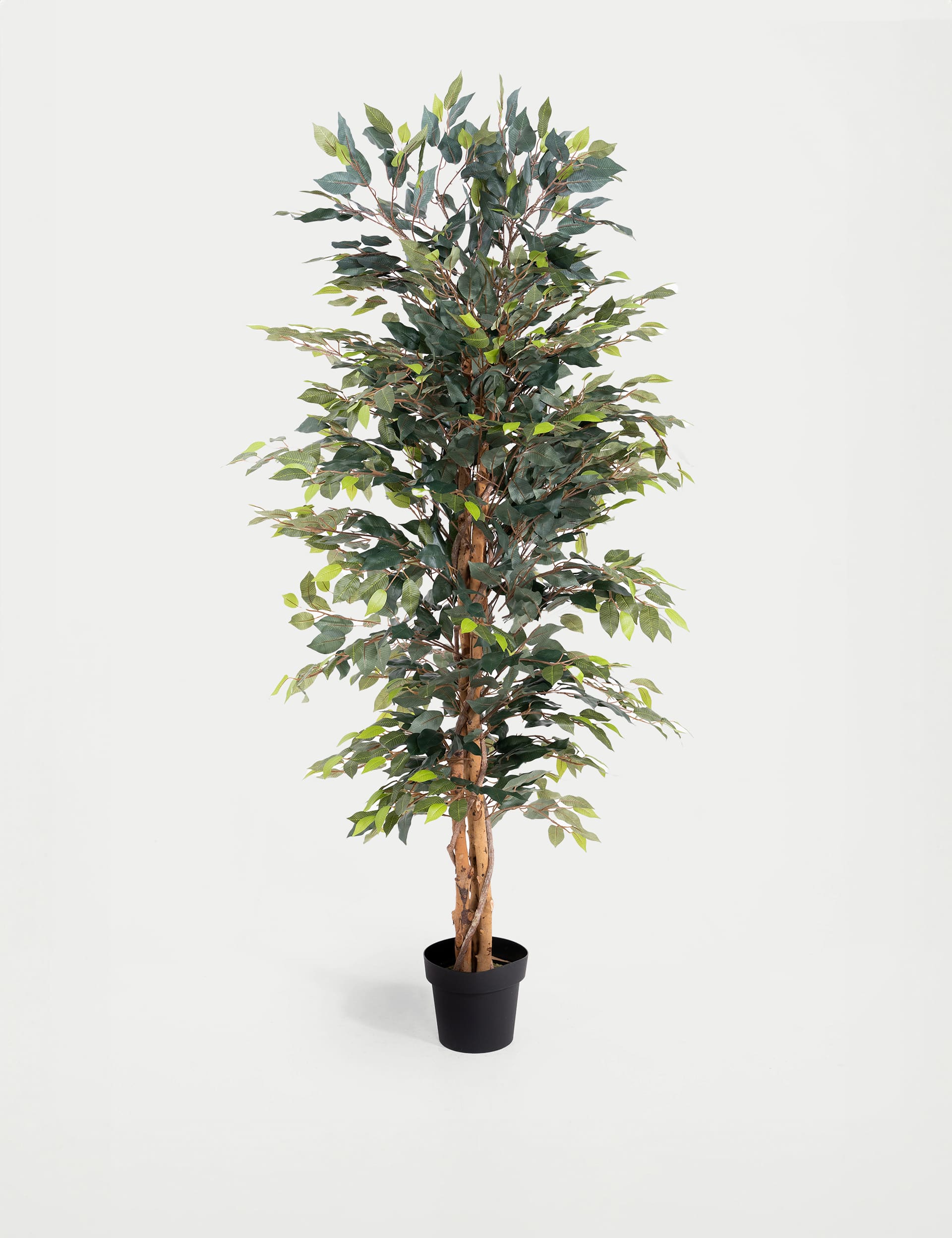 Blooming Artificial 5ft Artificial Ficus Tree in Pot - Green, Green