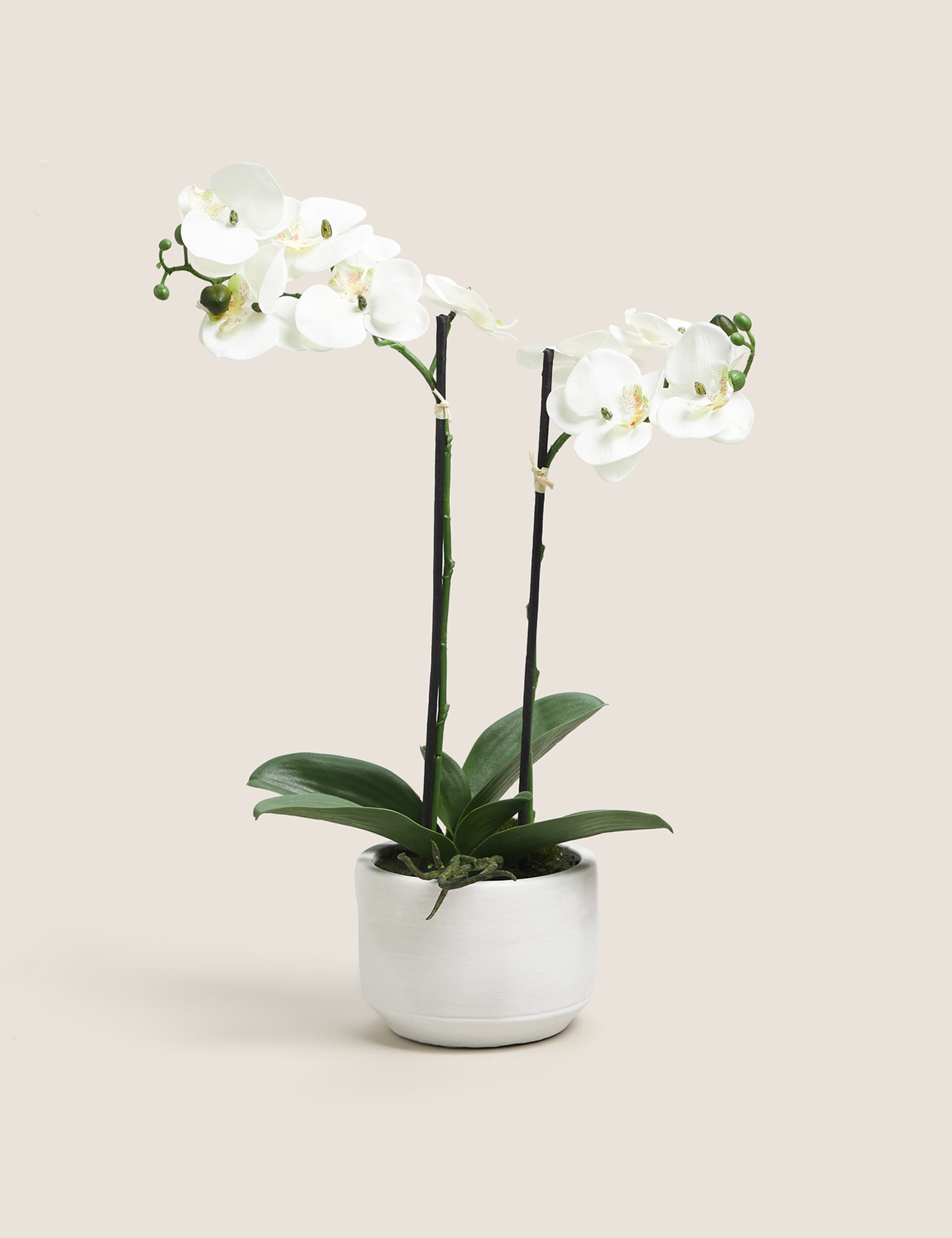 Moss & Sweetpea Artificial Real Touch Medium Orchid in Ceramic Pot - White, White