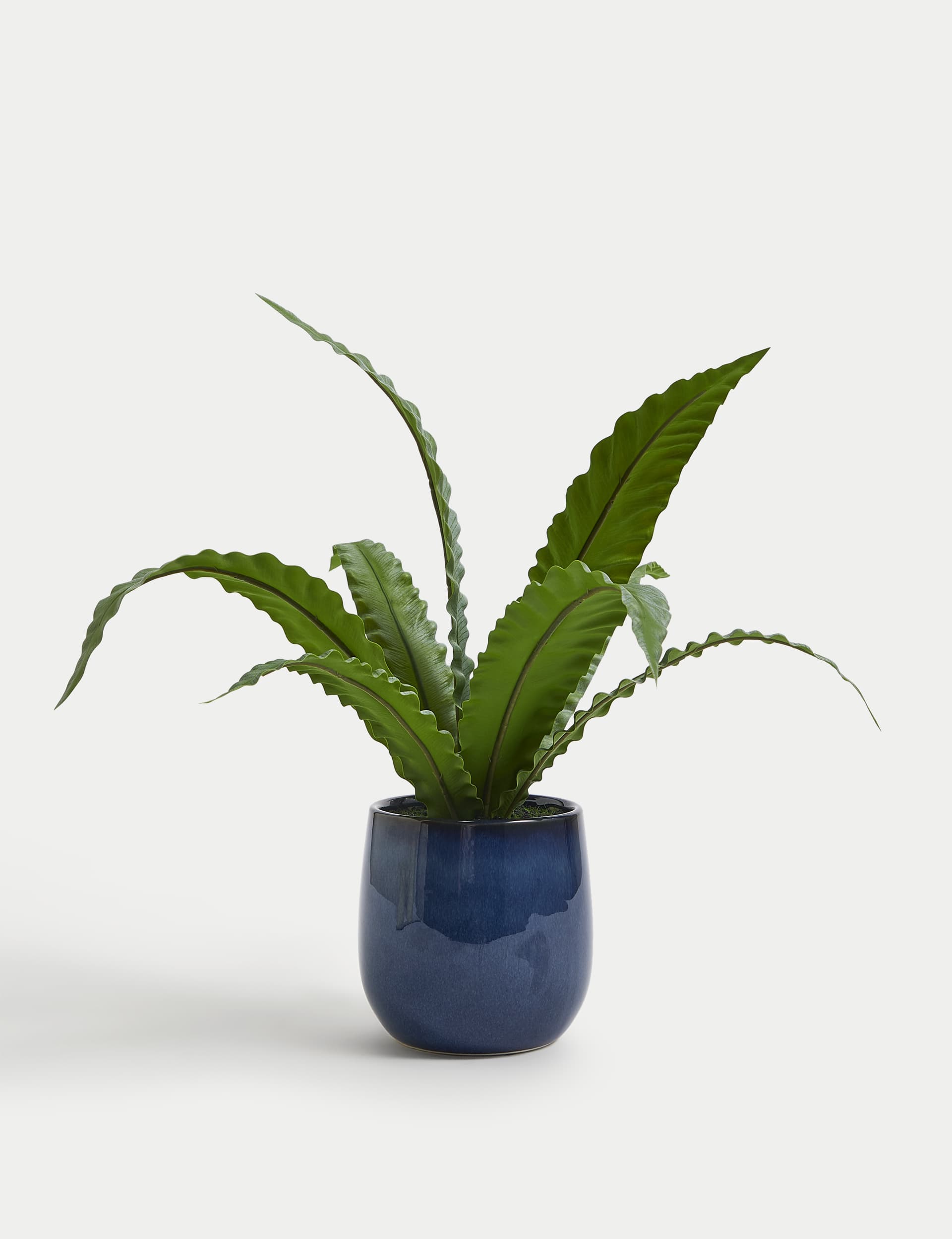 Moss & Sweetpea Artificial Bird's Nest Fern in Ceramic Pot - Blue, Blue