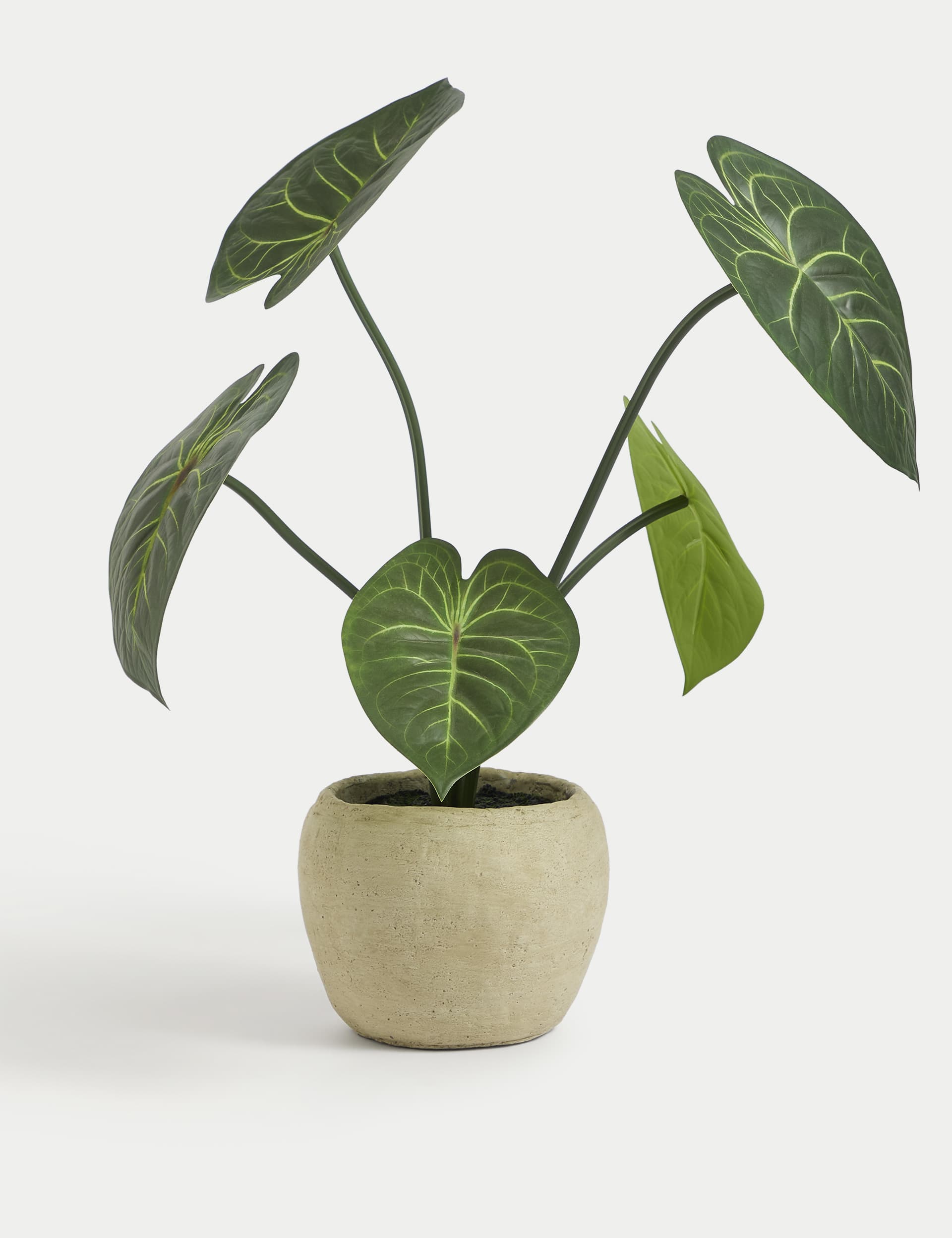 Moss & Sweetpea Artificial Taro Leaf Plant in Cement Pot - Green, Green