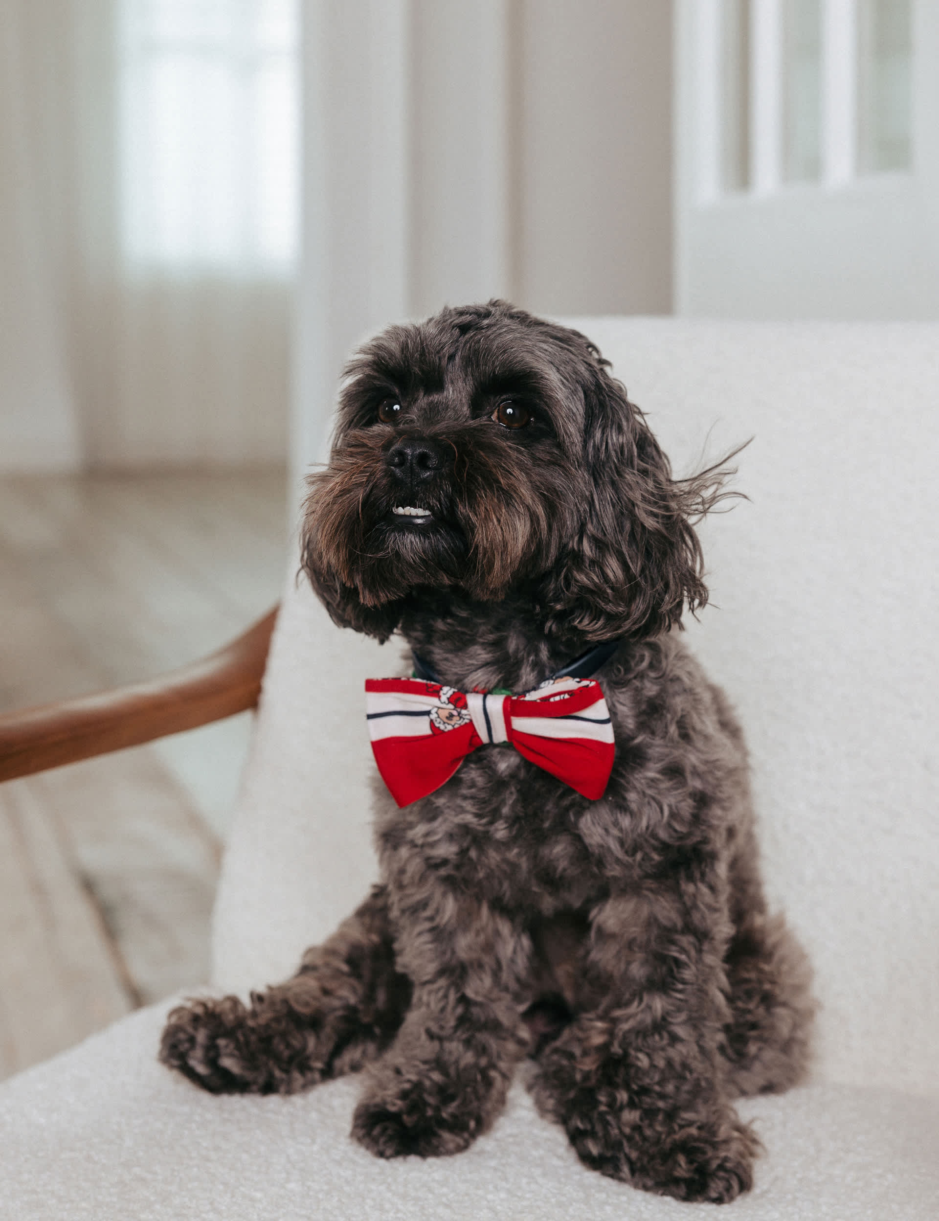 Chelsea Peers Christmas Pet Bow Tie - Red Mix, Red Mix