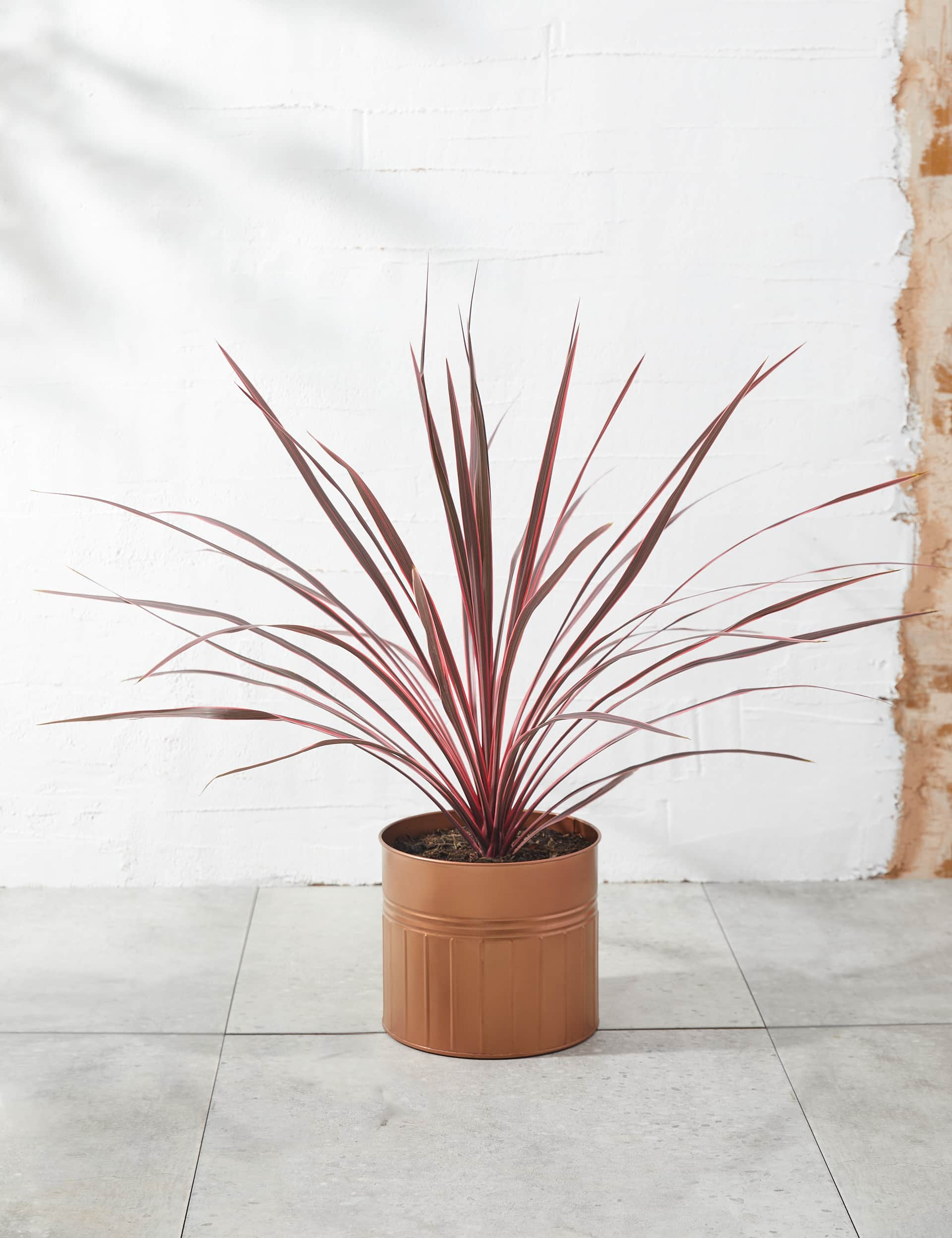 M&S Cordyline Tin Planter