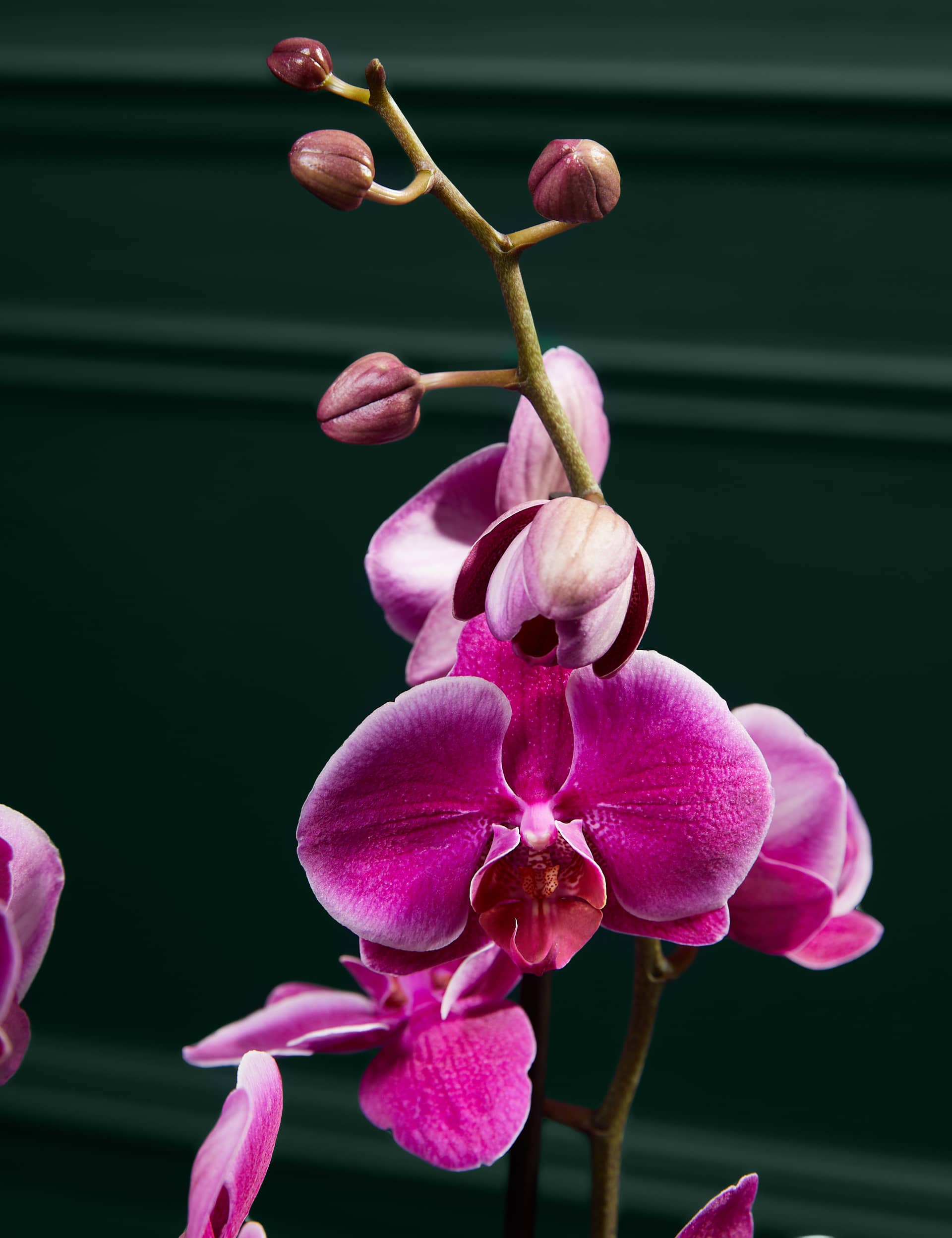 M&S Large Purple Phalaenopsis Orchid in Ceramic Pot