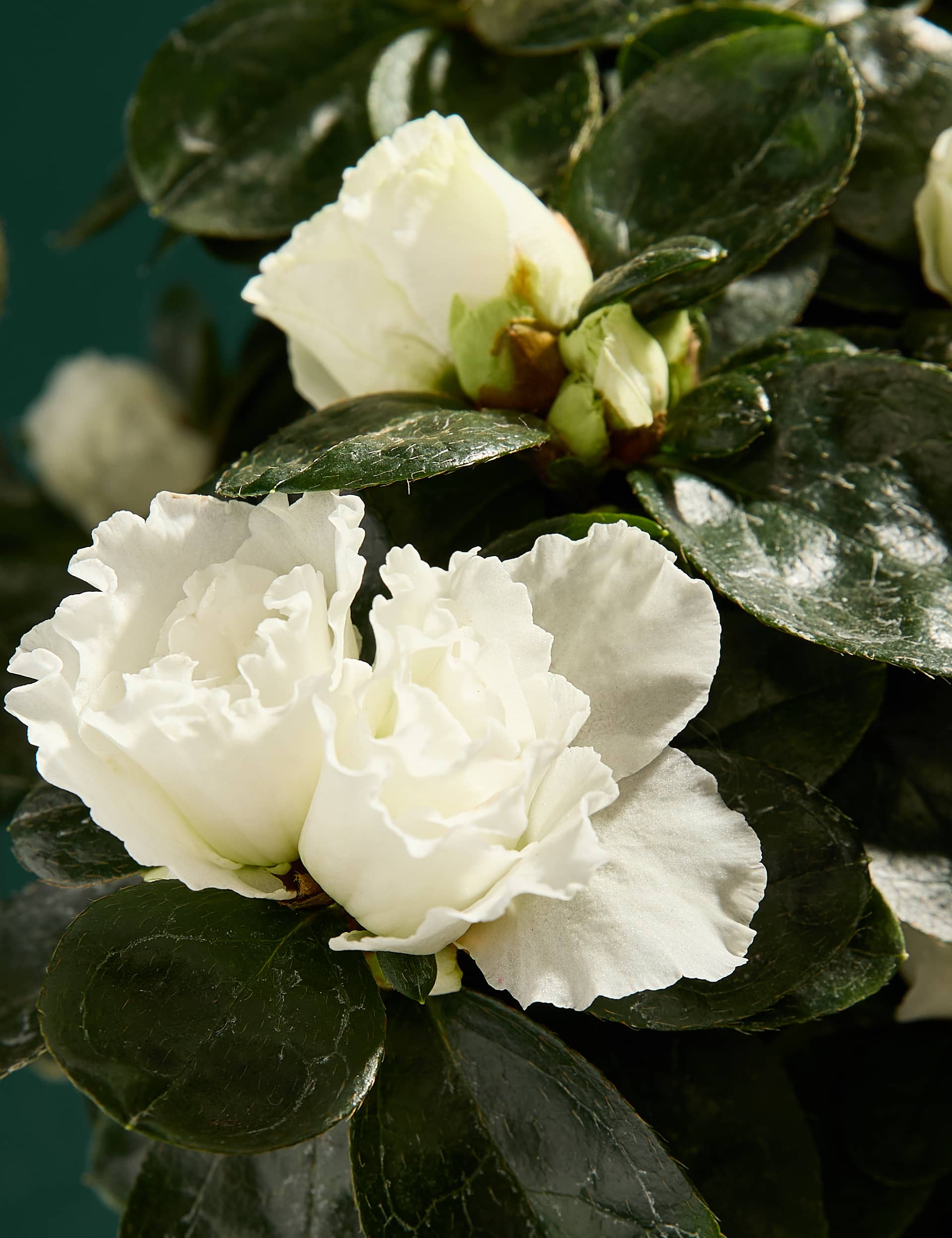 M&S Azalea In Glass image