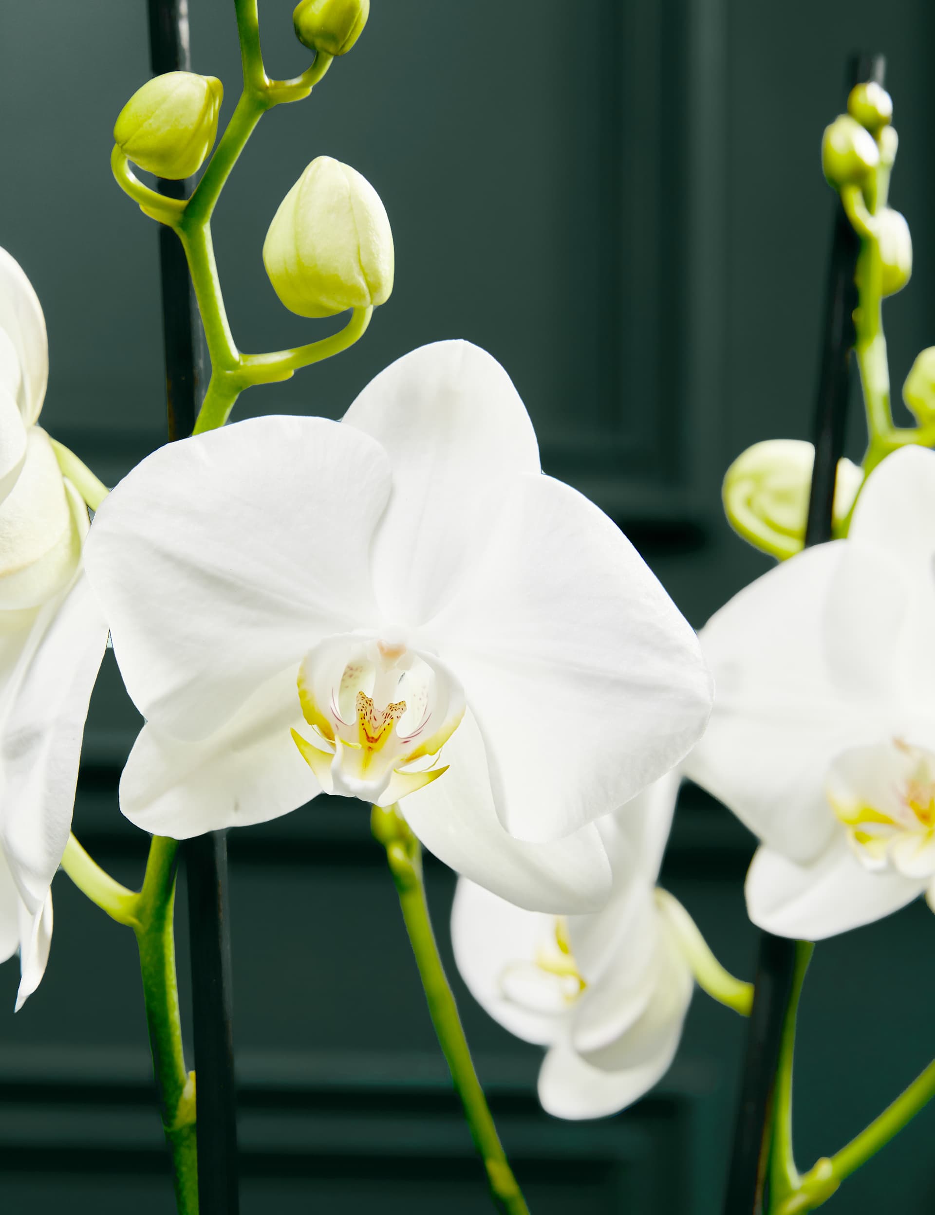 M&S Large White Phalaenopsis Orchid in Ceramic Pot