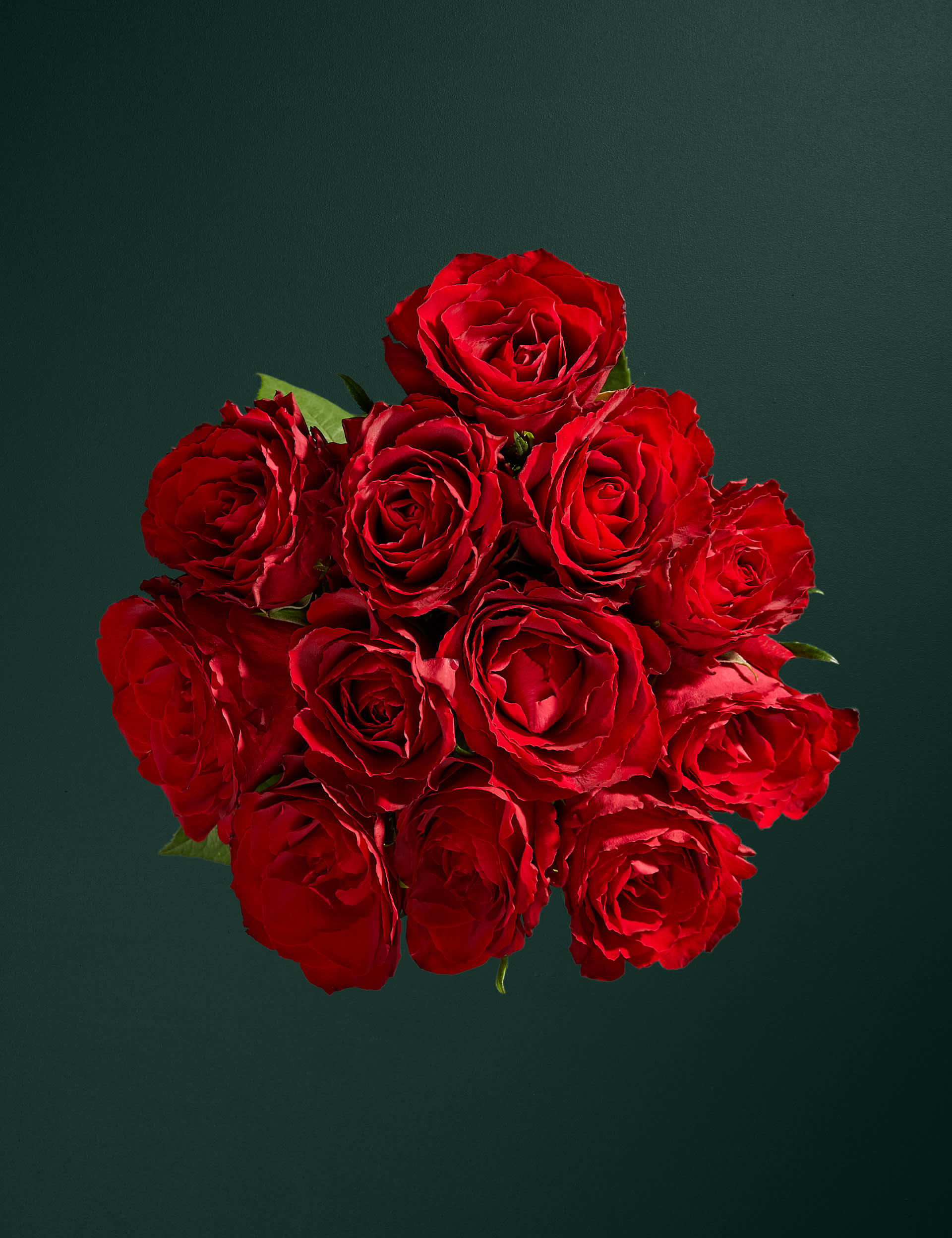 M&S Dozen Red Valentine's Roses