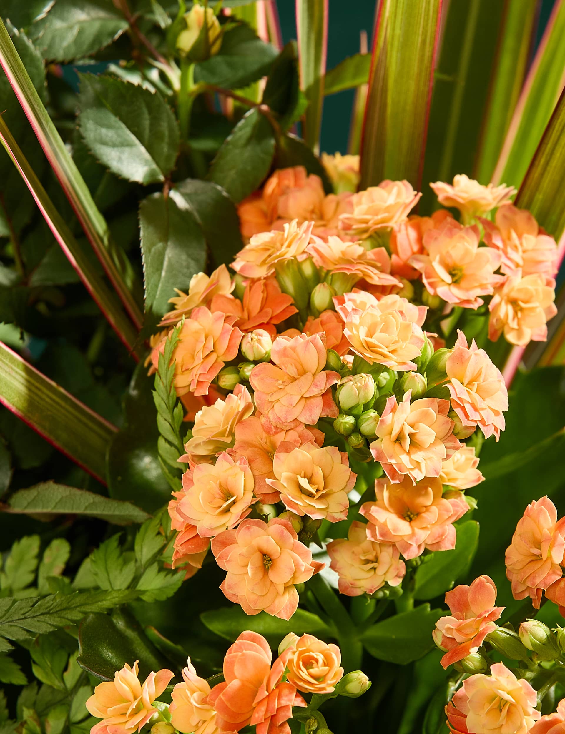 M&S Spring Flowering Basket