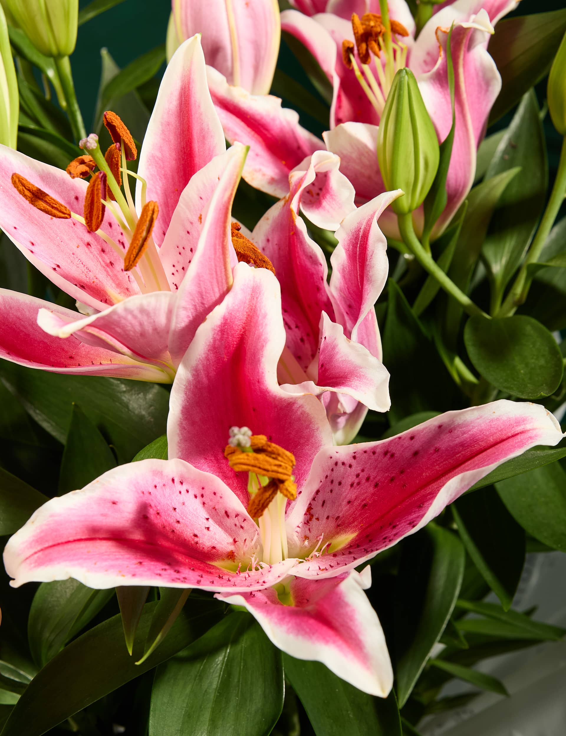 M&S Oriental Lily