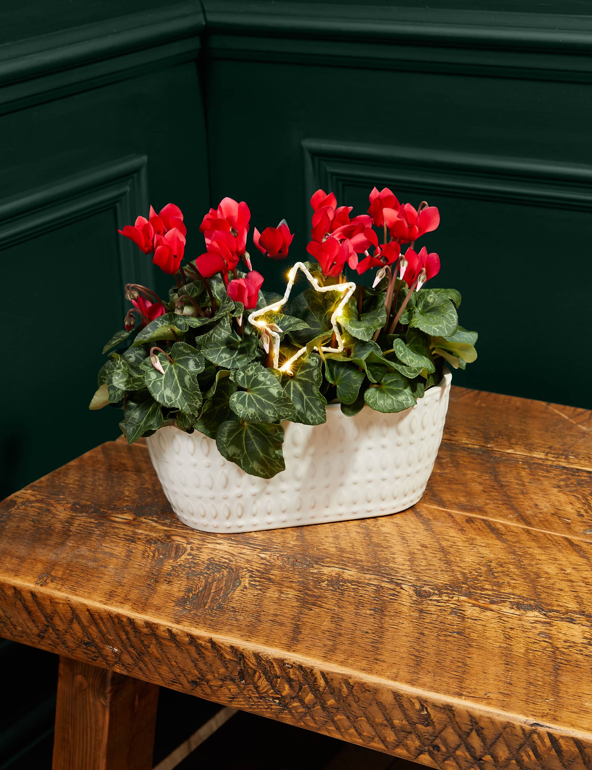 M&S Festive Cyclamen Planter