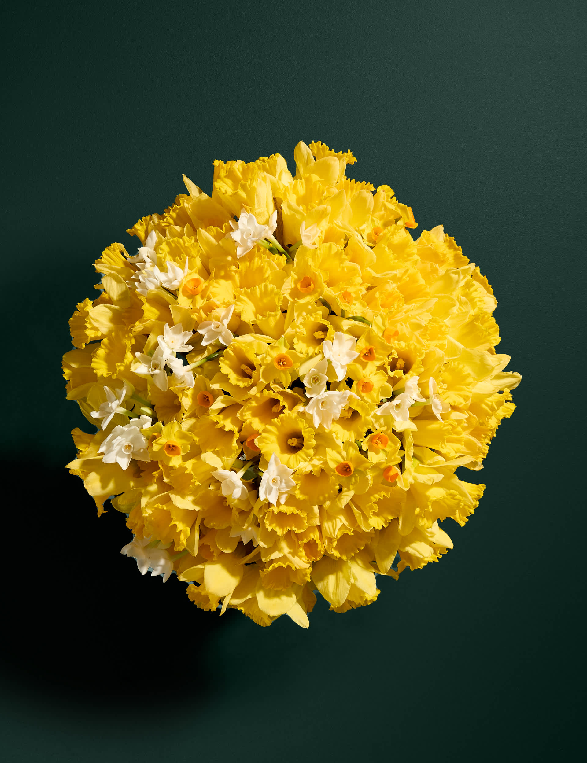 M&S 100 British Daffodils & Narcissus Bouquet