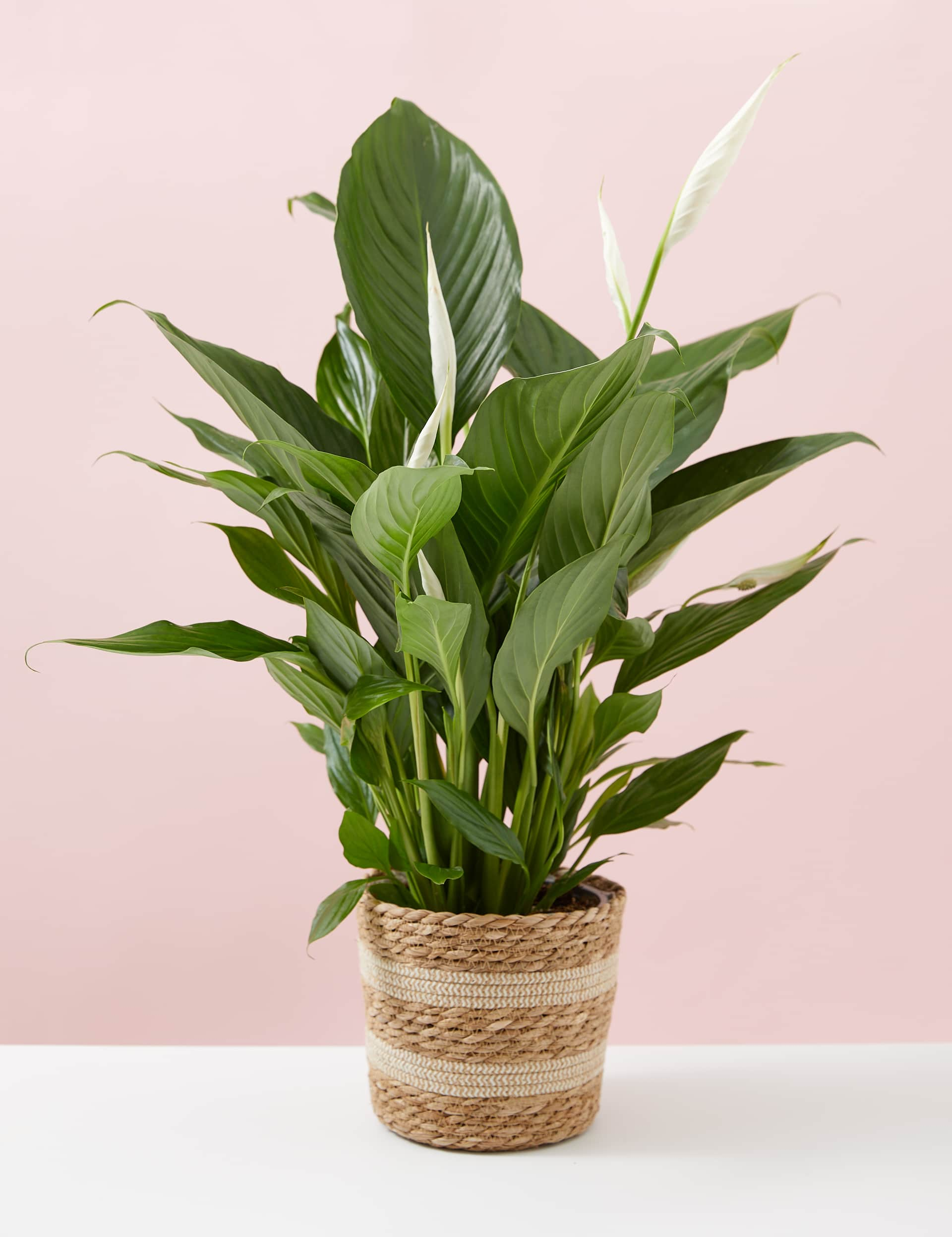 M&S Large Peace Lily in Basket