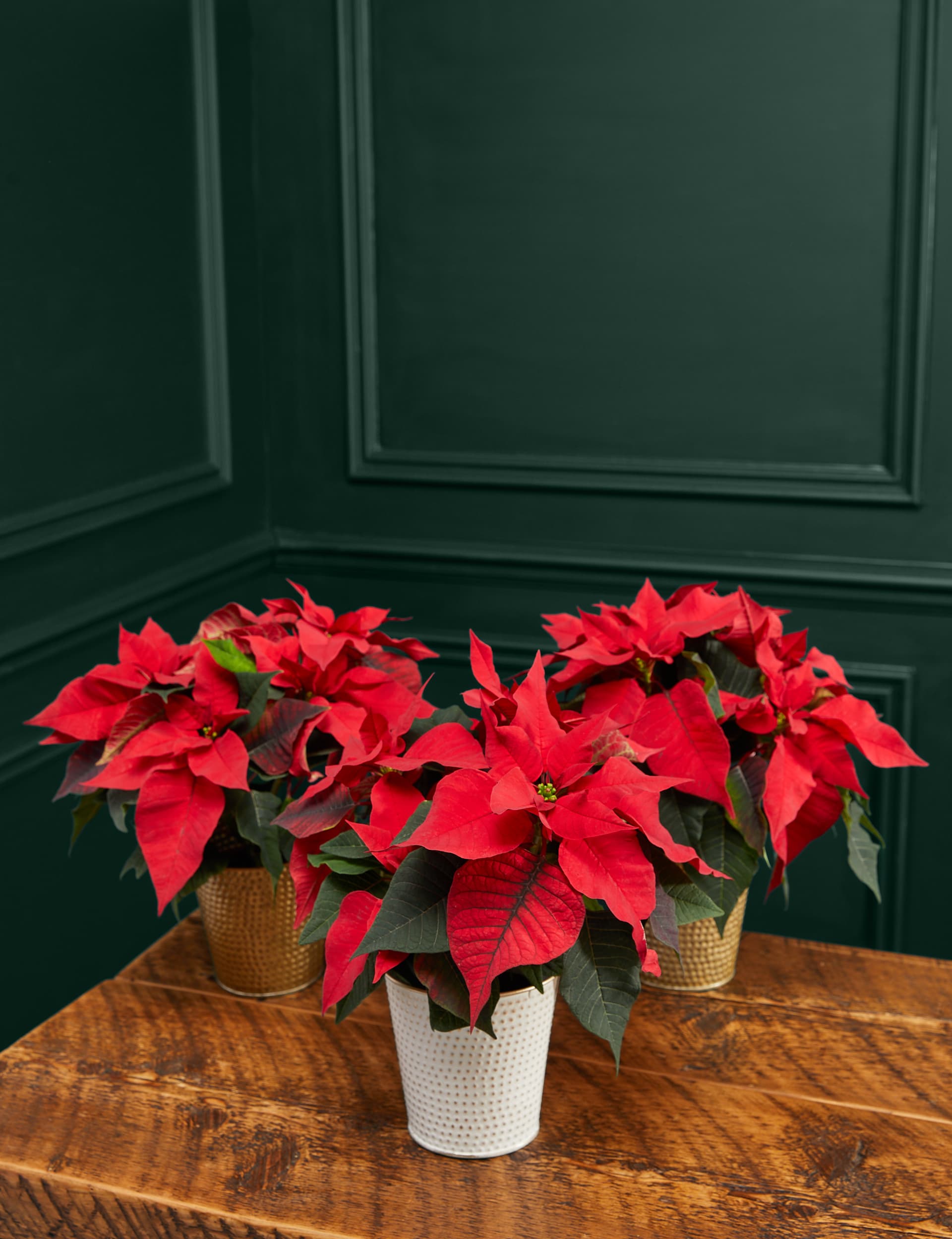 M&S Poinsettia Trio Tin image