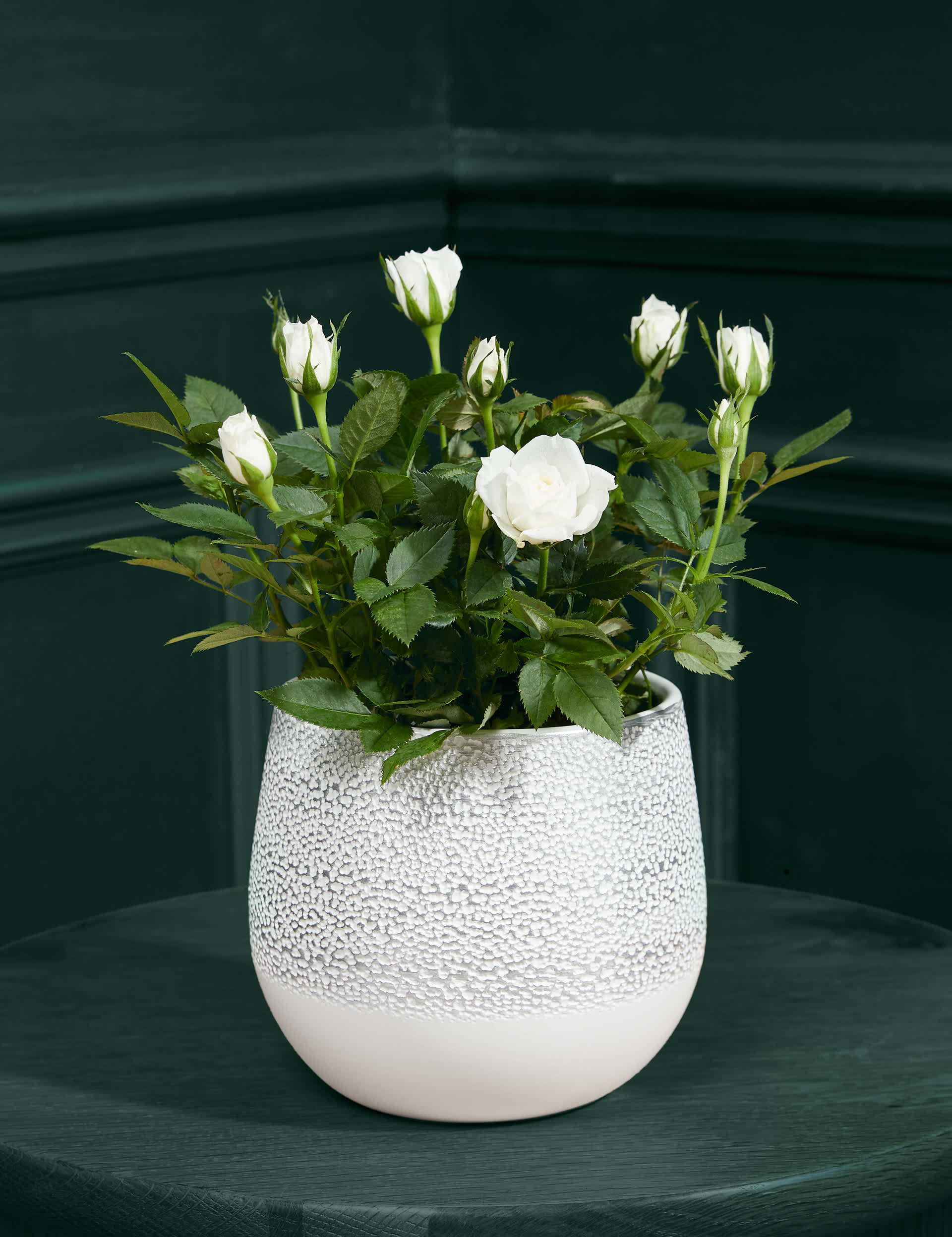 M&S White Rose Ceramic (Delivery from 27 Nov) image