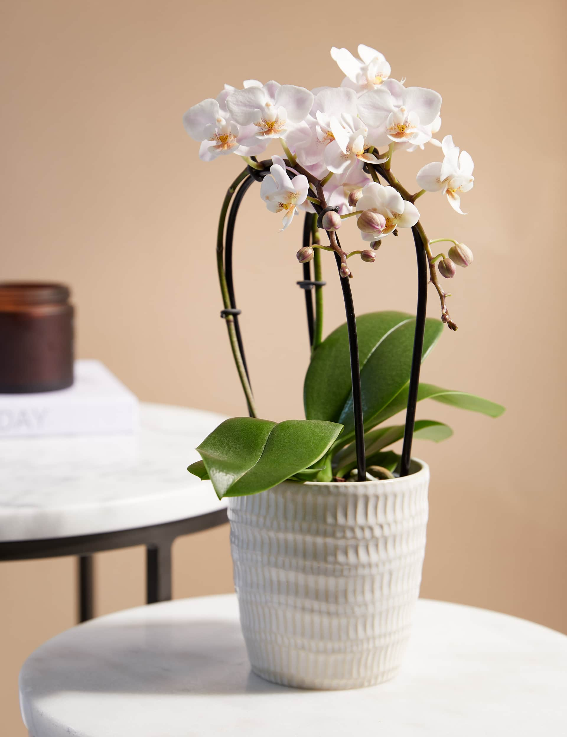 M&S White Miniature Phalaenopsis Cascade Orchid in Ceramic Pot