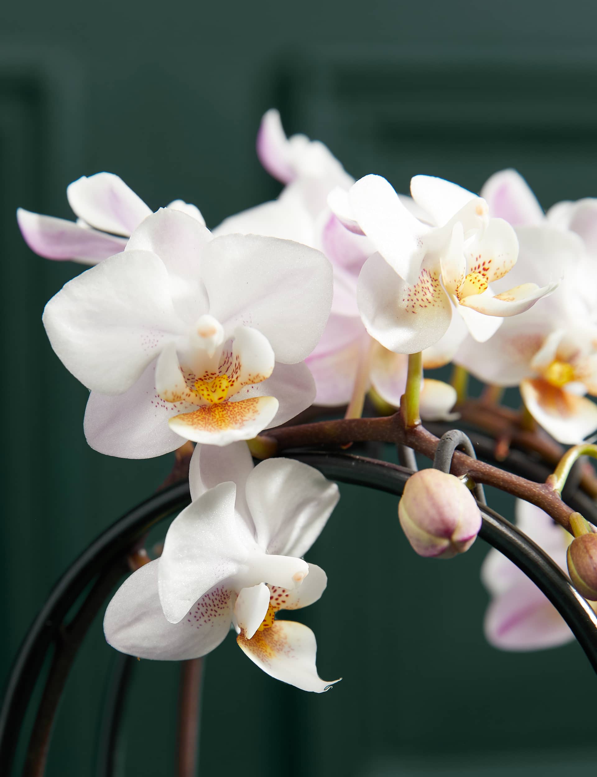 M&S White Miniature Phalaenopsis Cascade Orchid in Ceramic Pot